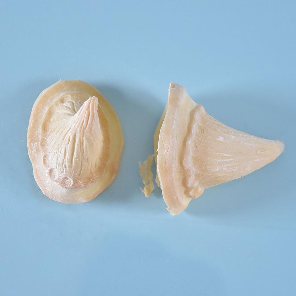 Prostético de cuernos Mod. 9