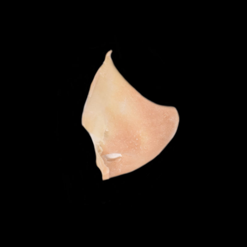 Prostético de nariz de gelatina Mod.3 Elfo 1