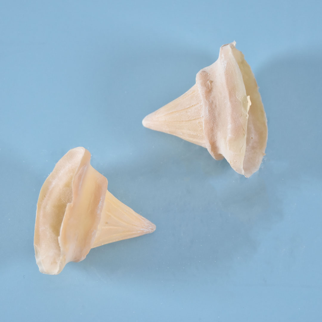 Prostético de cuernos Mod. 8