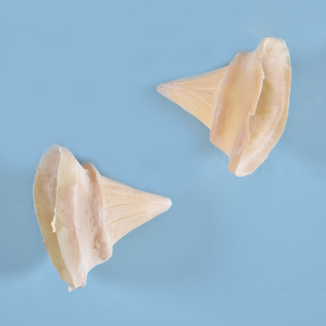 Prostético de cuernos Mod. 9