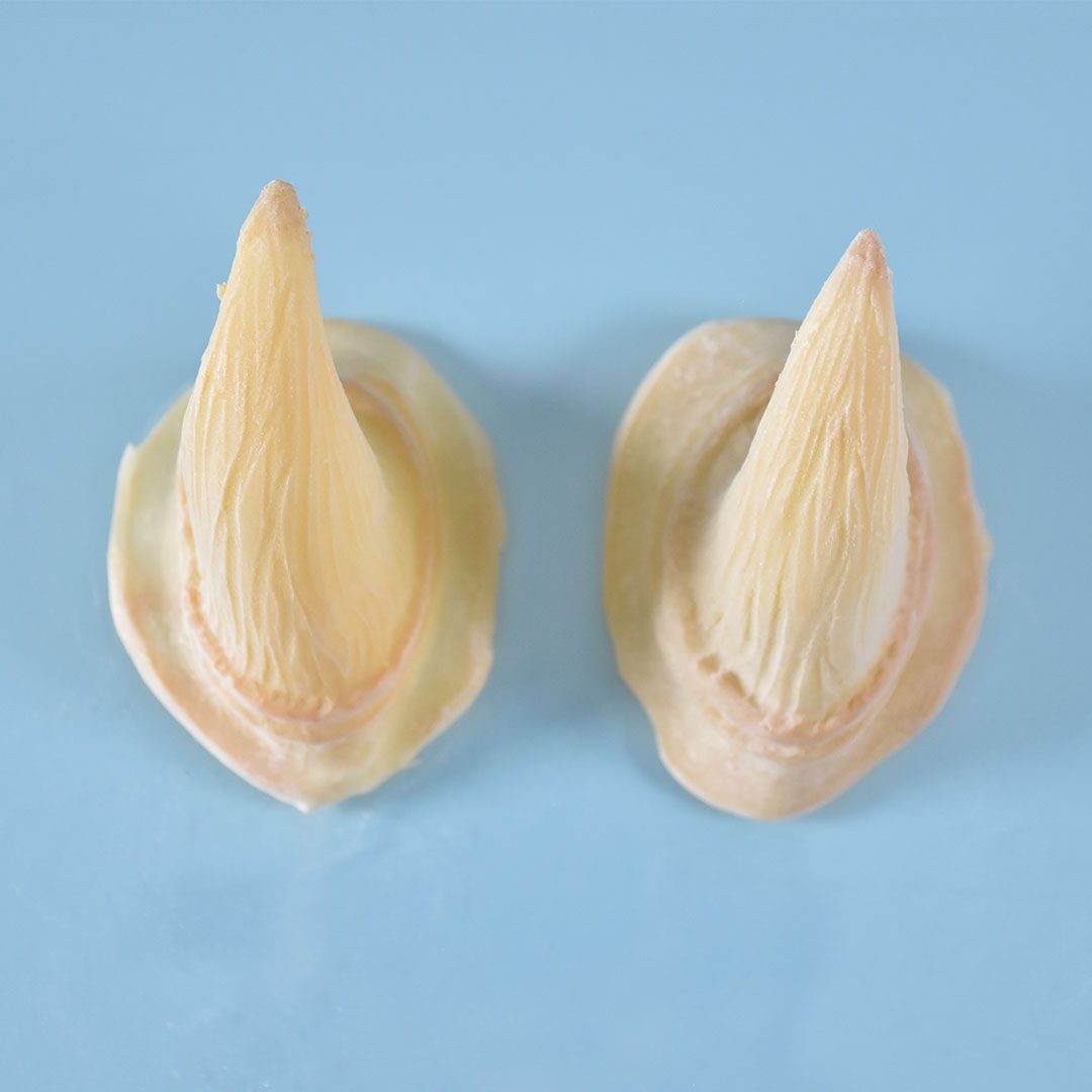 Prostético de cuernos Mod. 10