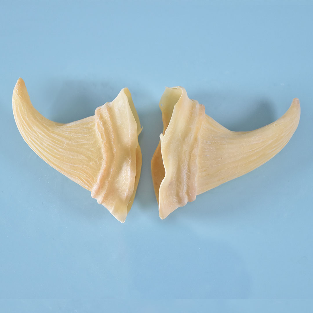 Prostético de cuernos Mod. 10